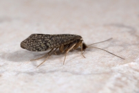 Une femelle (Trichoptre - Ecnomidae - Ecnomus tenellus) (G)